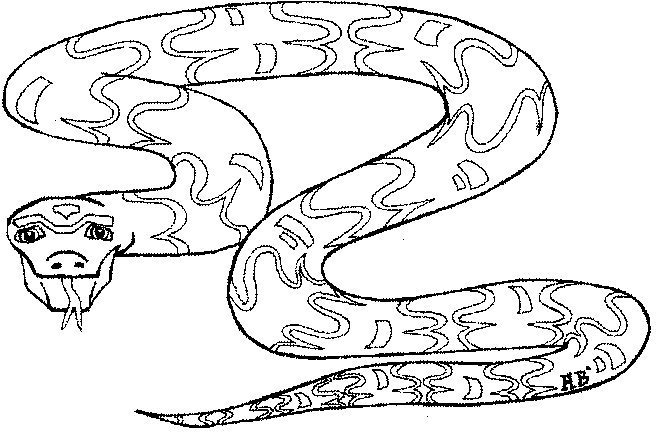 змея раскраска