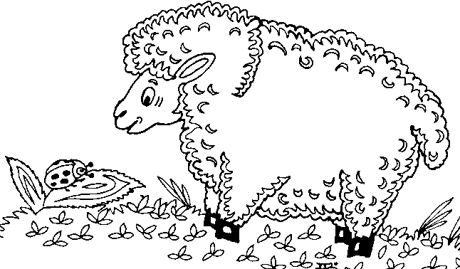 раскраска овцы