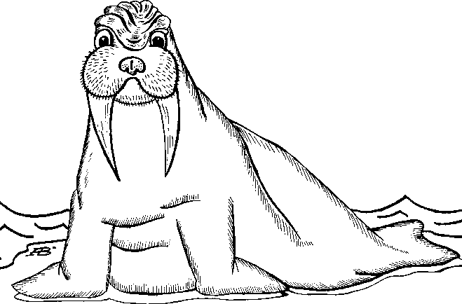 раскраска моржа