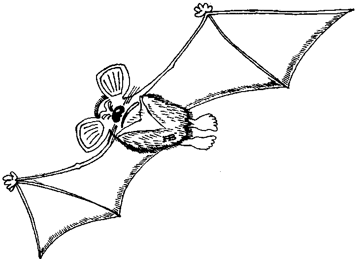 Раскраска Летучая мышь