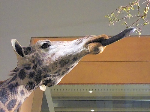 Giraffe's tongue are blue and can extend  more than 40cm long