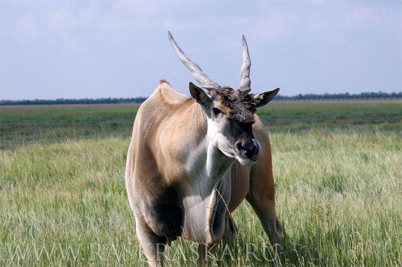 оленебык антилопы Канна