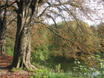 Den Baum beim Teich