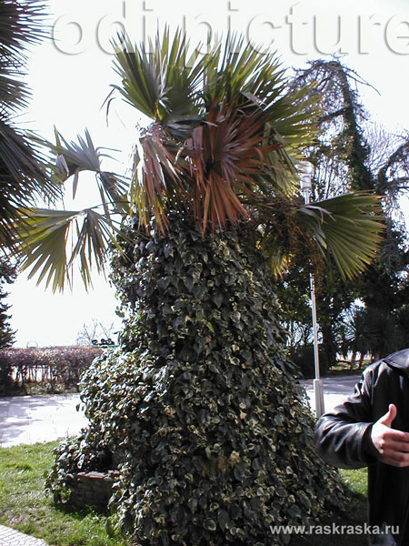 русские пальмы