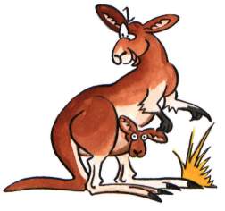 Кенгуру картинка Kangaroo
