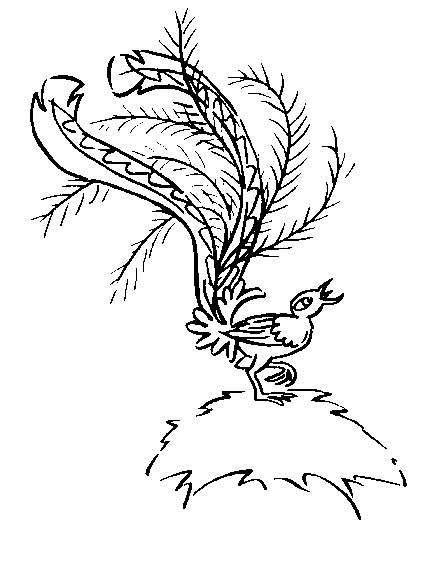 Lyrebird outline picture for print and paint raskraska