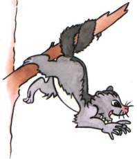 Opossum picture for kids