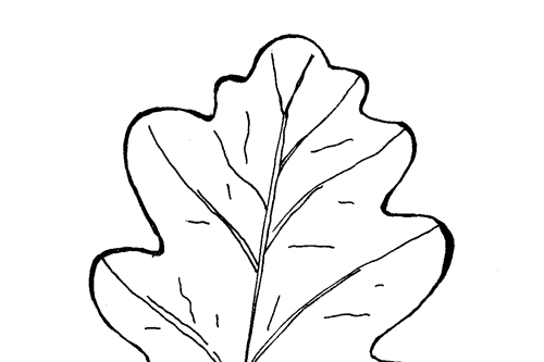 дубовый лист