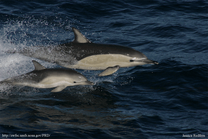 самка дельфина с детенышем