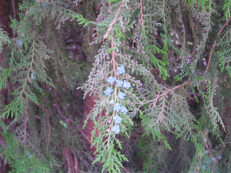 evergreen tree